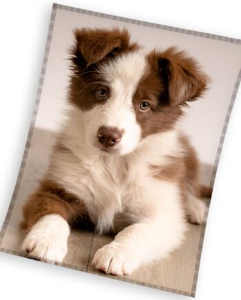 Hundetæppe i Coral Fleece – Den ideelle gave til hunden!