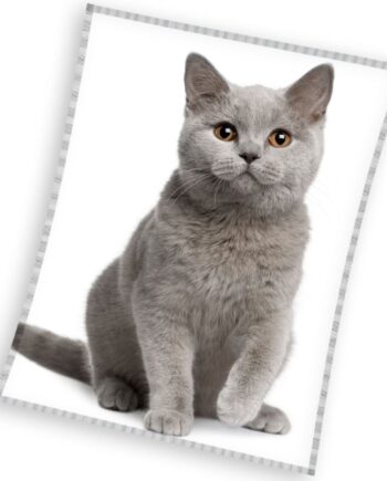 Happypet Coral Fleece Tæppe - Den perfekte gave til katte!