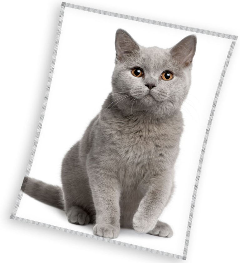 Happypet Coral Fleece Tæppe - Den perfekte gave til katte!