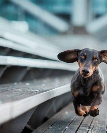 Ein Kleiner Hund Lacuft Durch Die Welt - Picment Happypet