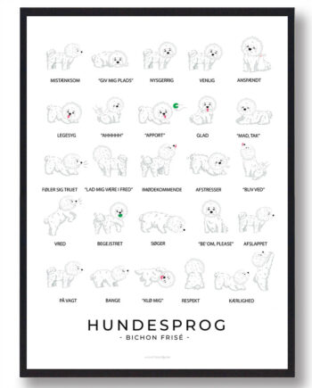 Bichon Fris Hundesprog Plakat - Plakatdyr.dk Happypet