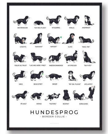 Border Collie Plakat Hundesprog - Plakatdyr.dk Happypet