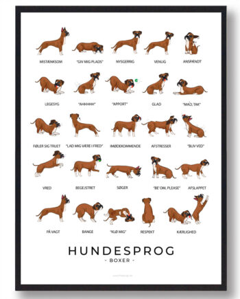 Boxer Hundesprog Plakat - Plakatdyr.dk Happypet
