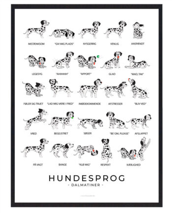 Dalmatiner Hundesprog Plakat - Plakatdyr.dk Happypet