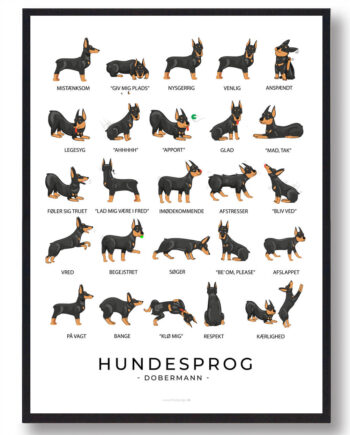 Dobermann Hundesprog Plakat - Plakatdyr.dk Happypet