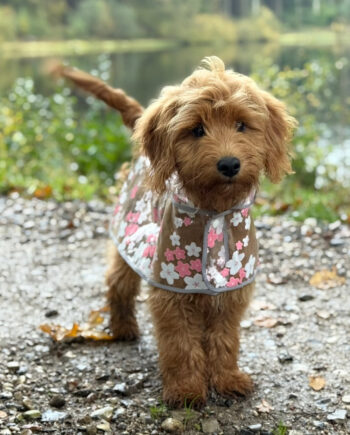 Pink Regnjakke Til Hund Blomster - By Doodle Dog Happypet