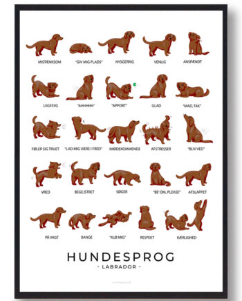 Brun Labrador Hundesprog Plakat - Plakatdyr.dk Happypet