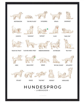 Hvid Labrador Hundesprog Plakat - Plakatdyr.dk Happypet