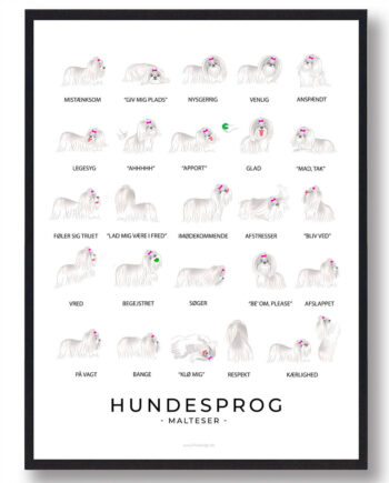 Langhåret Malteser Plakat Hundesprog - Plakatdyr.dk Happypet