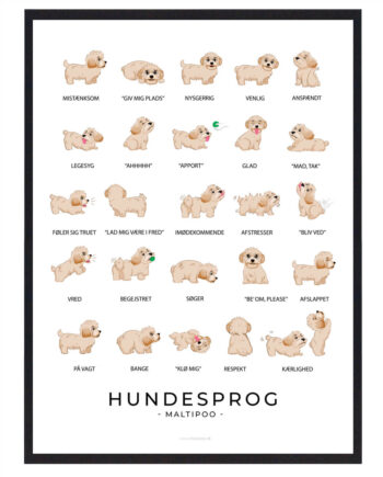 Maltipoo Hundesprog Plakat - Plakatdyr.dk Happypet