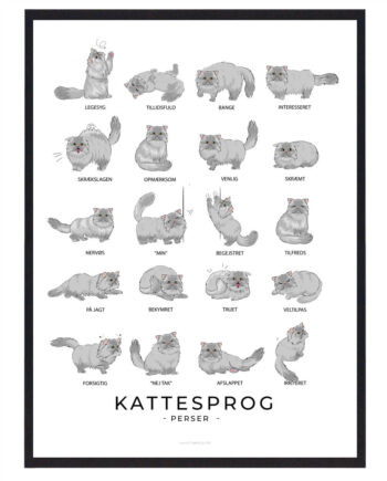 Kattesprog Perser Kat Grå Plakat - Plakatdyr.dk Happypet