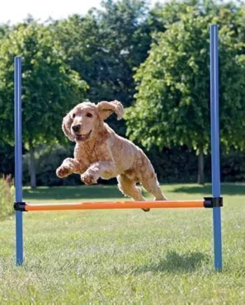 Agility Spring Til Hunde - Trixie Happypet  - 4011905032078