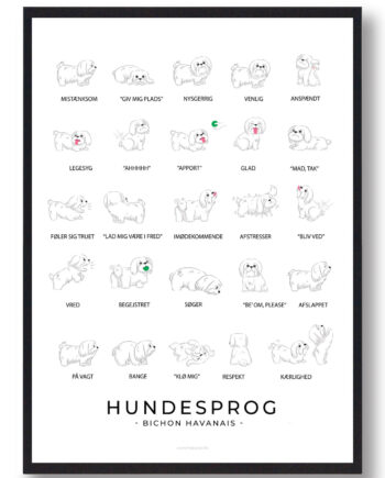 Bichon Havanais Hundesprog Plakat - Plakatdyr.dk Happypet