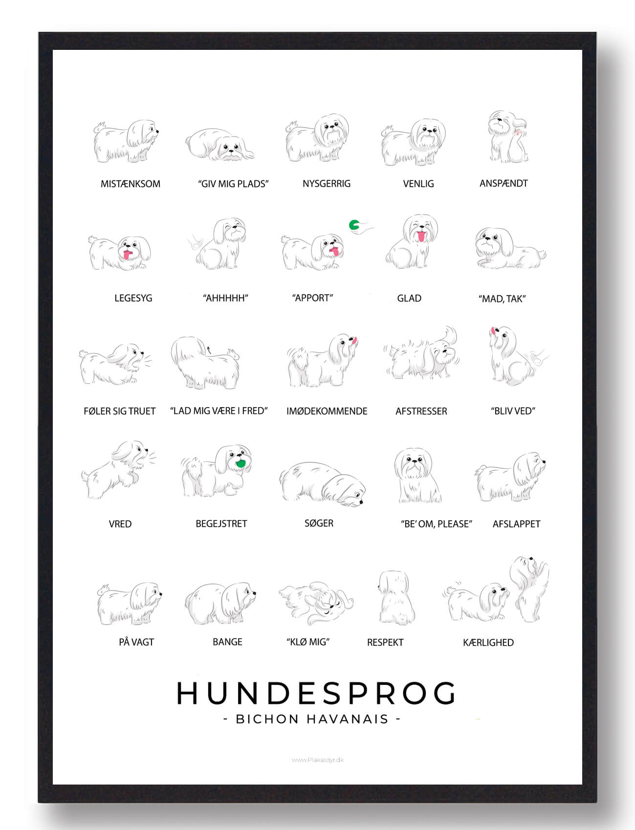 Bichon Havanais Hundesprog Plakat - Plakatdyr.dk Happypet