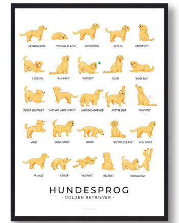 Golden Retriever Plakat Hundesprog - Plakatdyr.dk Happypet
