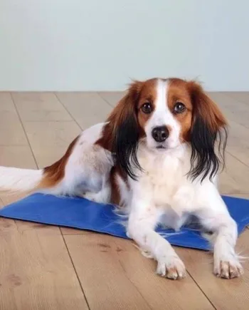 Kølemåtte Til Hunde Blå - Trixie Happypet  - 4011905286839