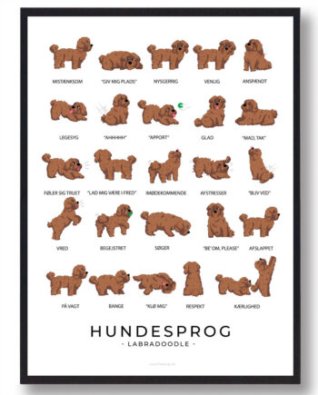 Brun Labradoodle Hundesprog Plakat - Plakatdyr.dk Happypet