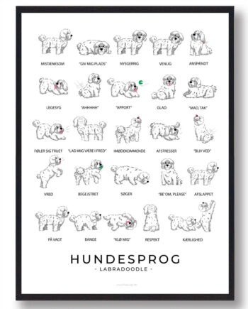 Hvid Labradoodle Hundesprog Plakat - Plakatdyr.dk Happypet