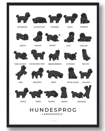 Sort Labradoodle Hundesprog Plakat - Plakatdyr.dk Happypet